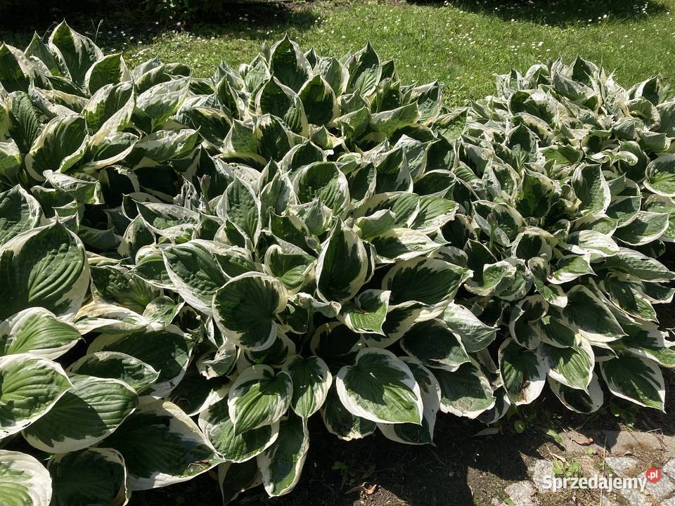 Hosta funkia zielono biała Ogród lubelskie Lublin