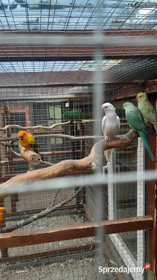 Sprzedam samca konury słonecznej sprzedam
