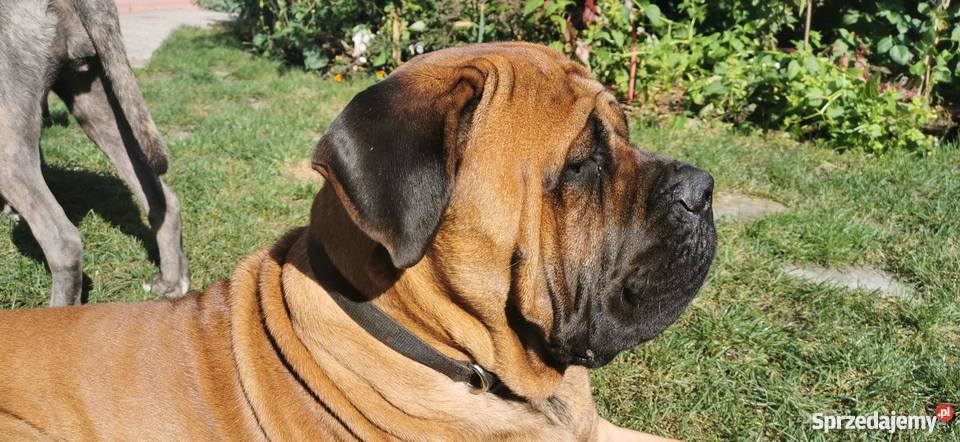 SZCZENIĘTA CANE CORSO Cane Corso Puławy