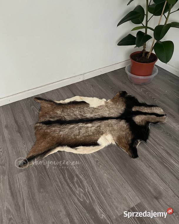 Unikatowa naturalna skóra kozia multicolor Szaflary