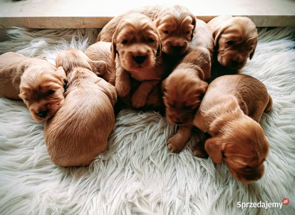 Cocker spaniel złoty podkarpackie Przewrotne sprzedam