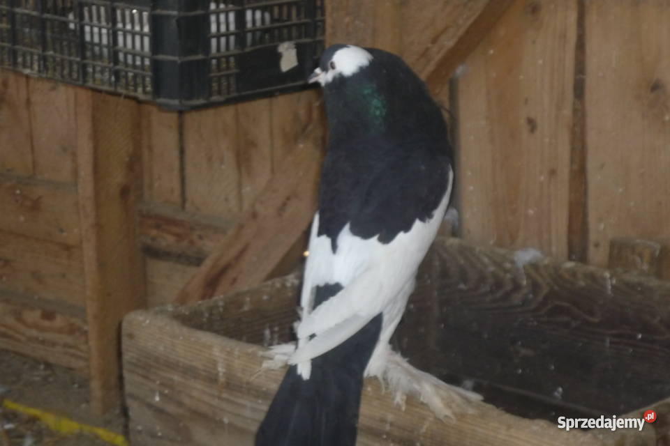 Garłacze czeskie małopolskie Nowy Targ