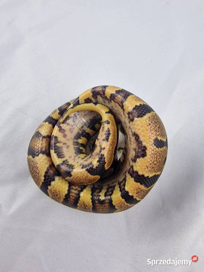 Wąż pyton królewski python regius samica Wrocław sprzedam