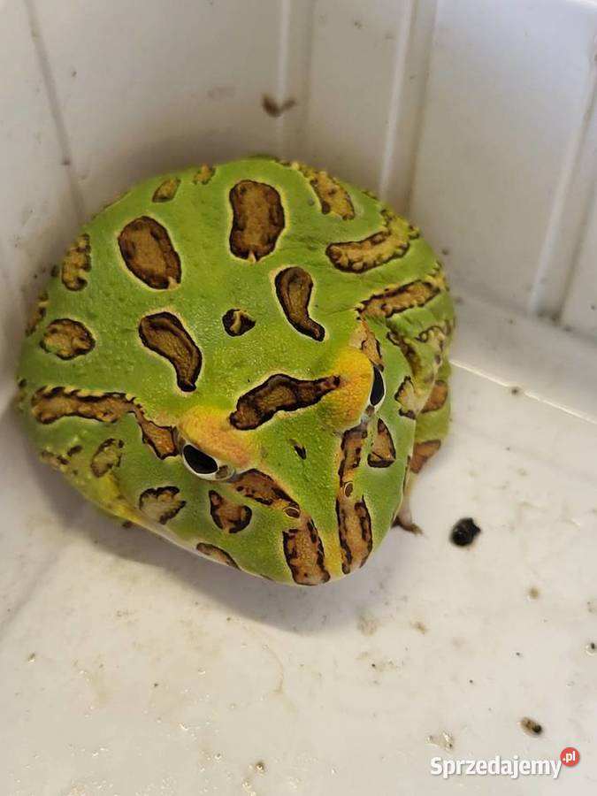 Żaba Rogata Sklep Zoologiczny Katowice sprzedam