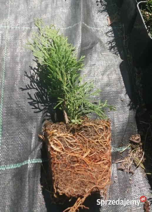 Sadzonki tui szmaragd thuja Ozimek