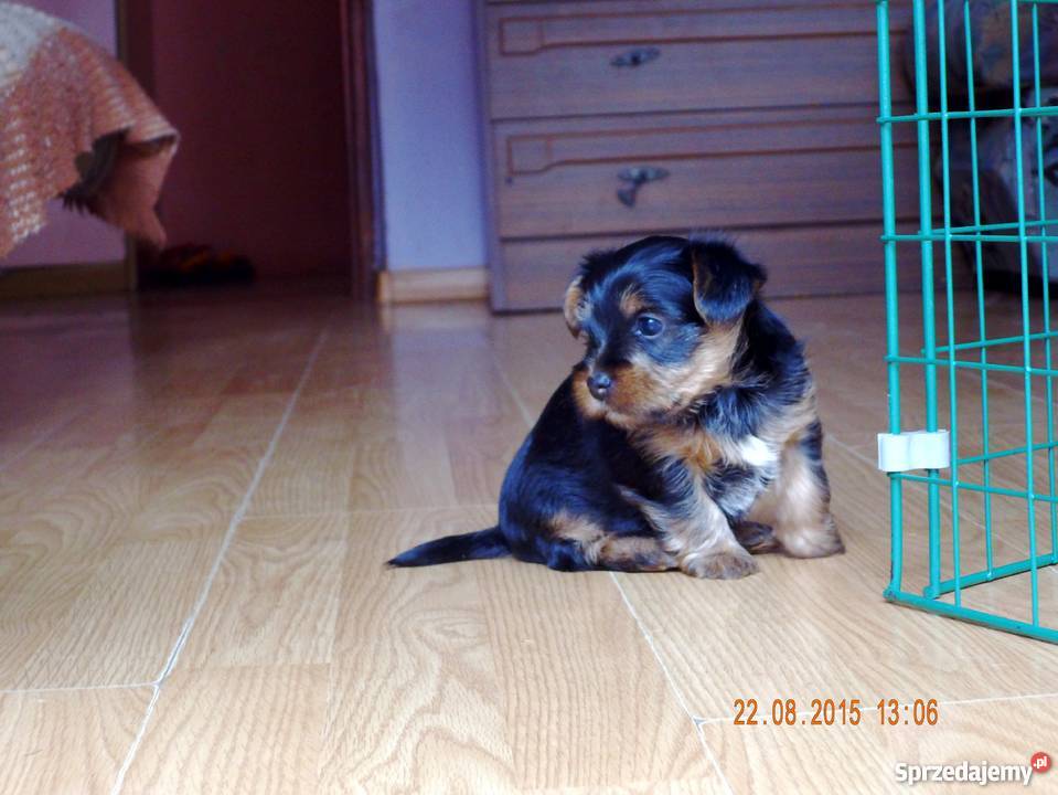 szczeniaki Yorki Sanok