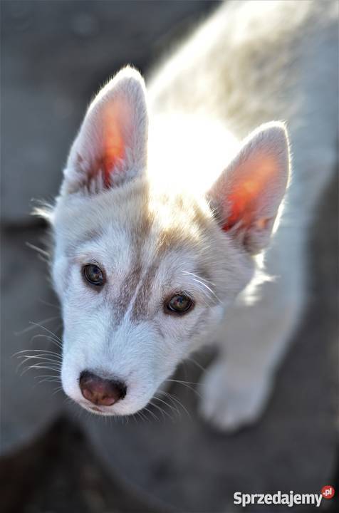 siberian husky rodowodowe szczenięta