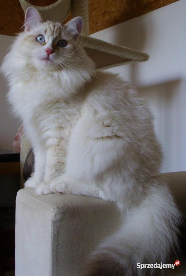 kocięta z Hodowli Sonata Księżycowa kujawsko-pomorskie Brodnica