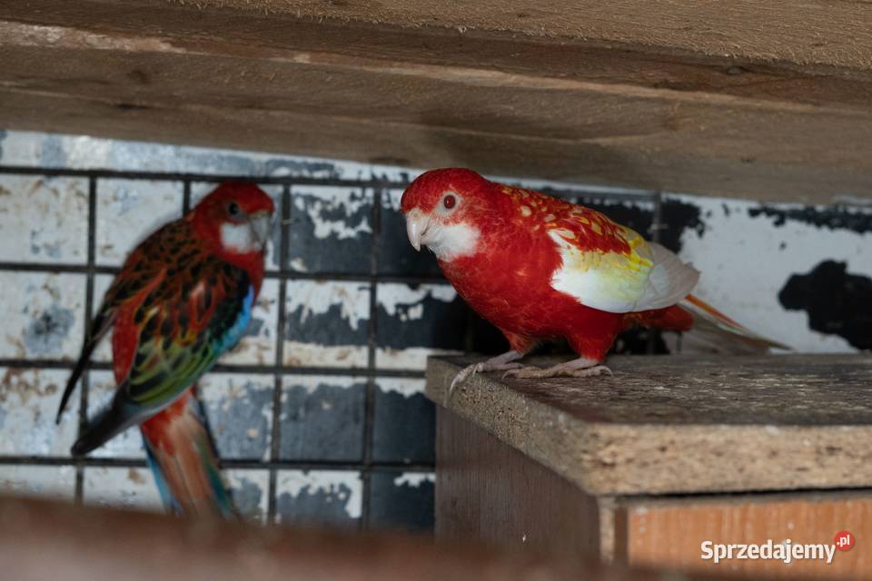 Sprzedam Rozelle Białolica para podkarpackie Chmielnik