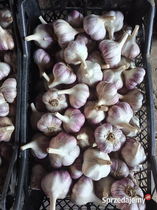 Sprzedam czosnek Lubasza Kazach Violetta Proszowice