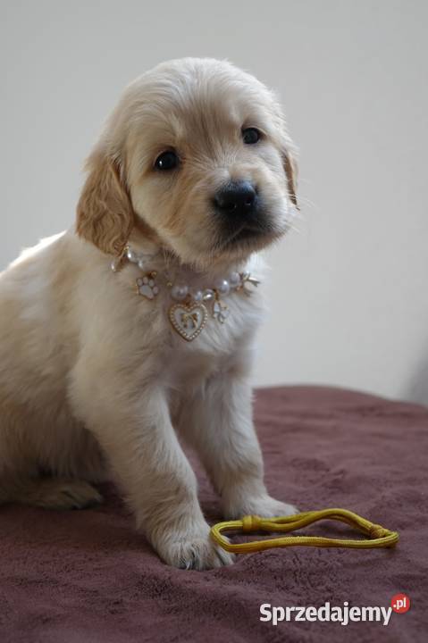 Golden Retriever szczenięta pieski i suczki Tułowice