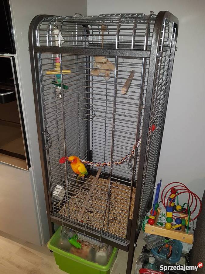 Konura słoneczna 3 letnia ręcznie karmiona Gorzów Wielkopolski