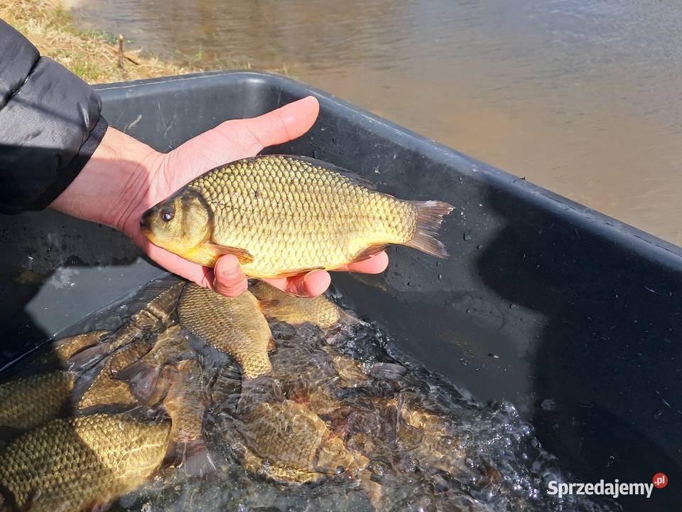 Karas pospolita złota Kąty Wrocławskie