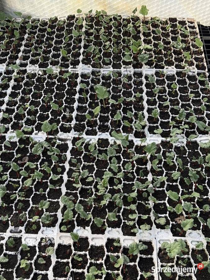 Oczka rabarbaru malinowego Pozostałe mazowieckie Potworów