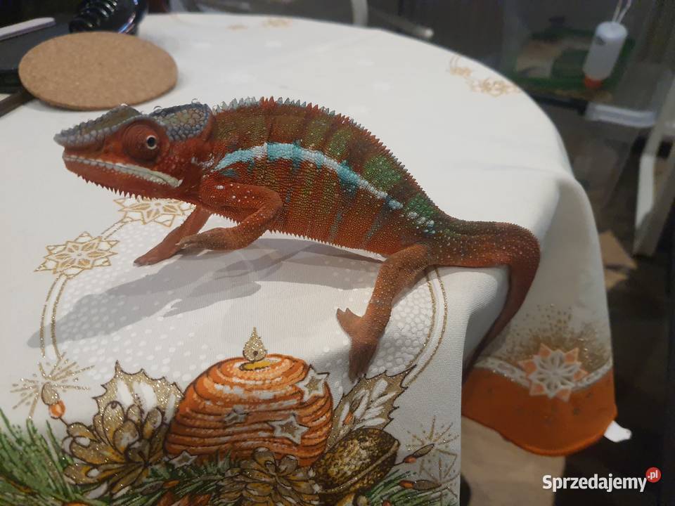 kameleon lamparci ambilobe red bar