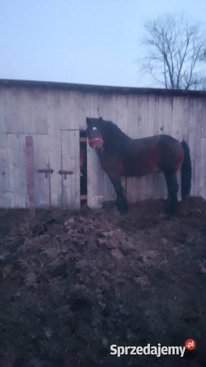 Sprzedam ogiera zimnokwistego