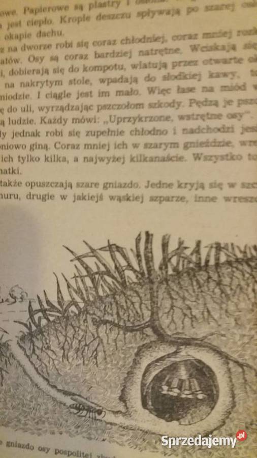 Lewandowska książki Zwierzęta budują dziecięce Antykwariat Warszawa