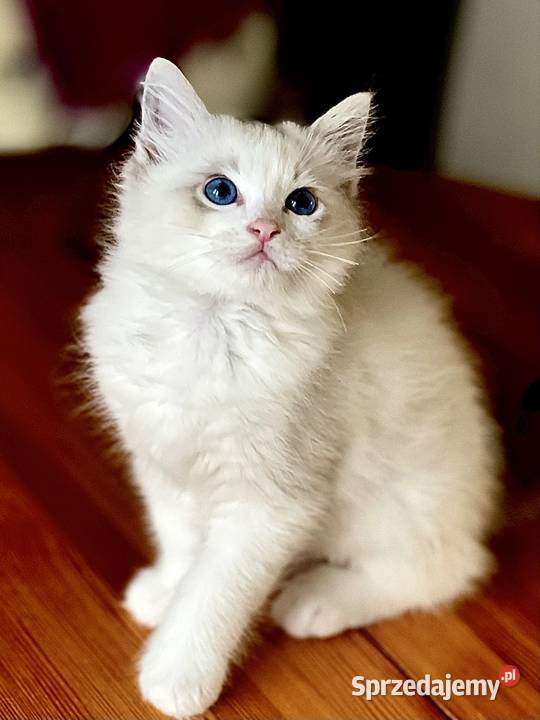 Kocurek Ragdoll DRACO Częstochowa sprzedam