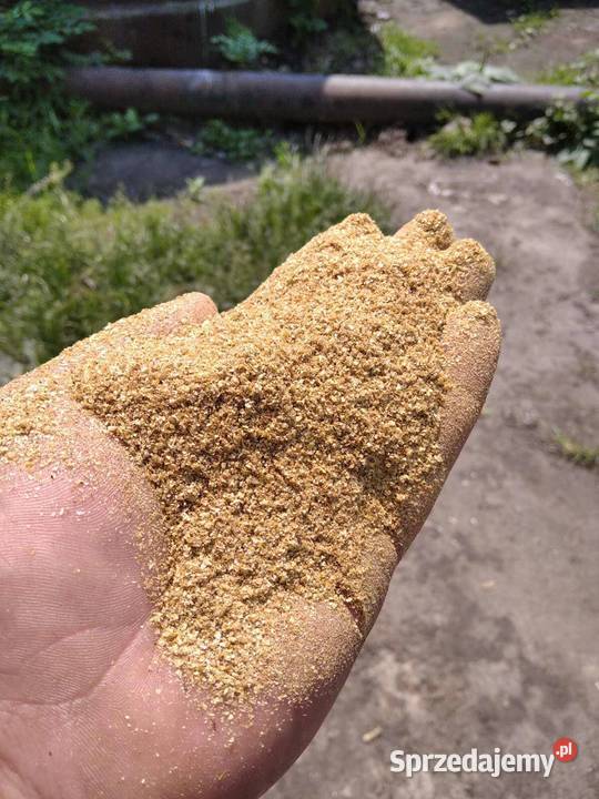 sprzedam kukurydzę DDGS Lublin sprzedam