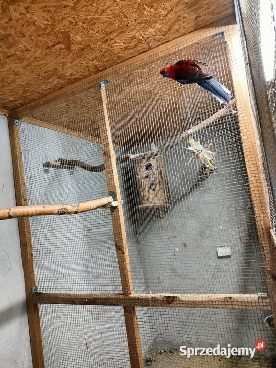 Sprzedam samca rozeli królewskiej z 2024 samicę Lipa