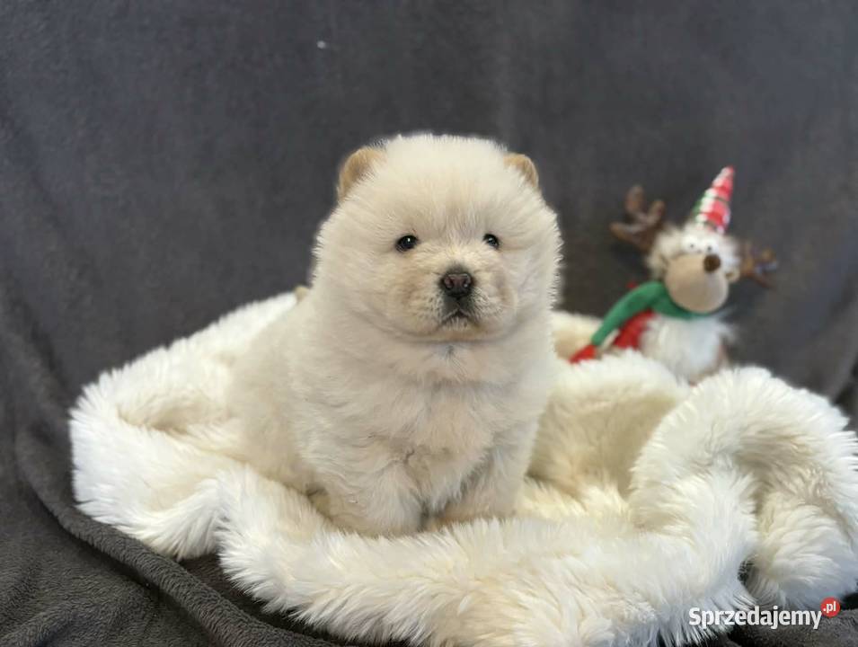 CHOW CHOW PIĘKNA SUNIA KREMOWA DO ODBIORU Warszawa