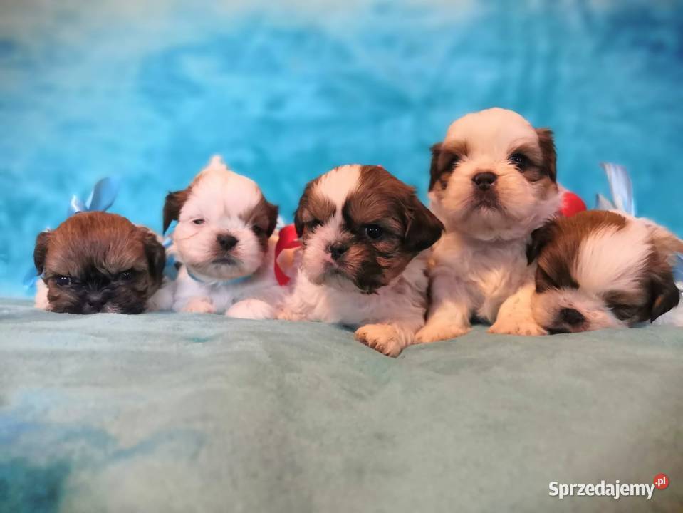 Shih tzu Dusocin