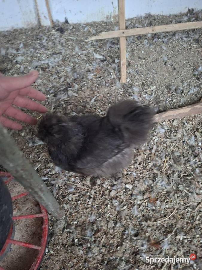 Silki sprzedam pary Miejska Górka