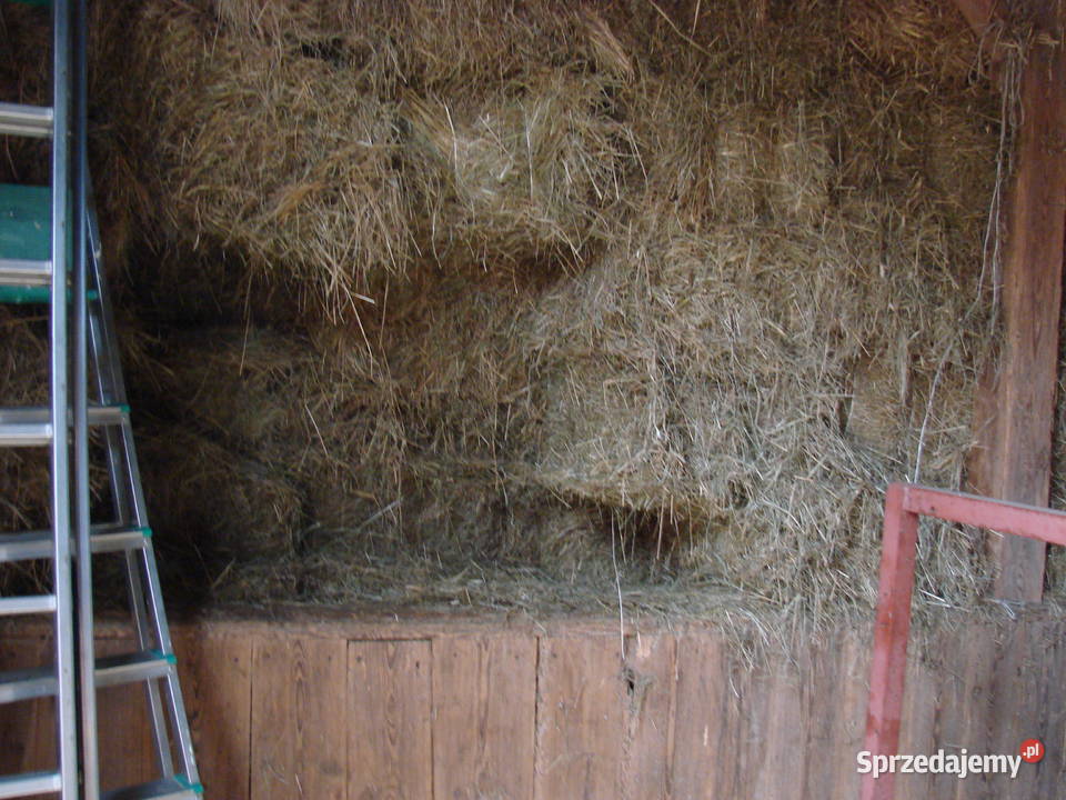 siano w kostkach Bąbliniec