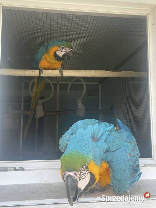 Ararauna samica 25r śląskie Paniówki