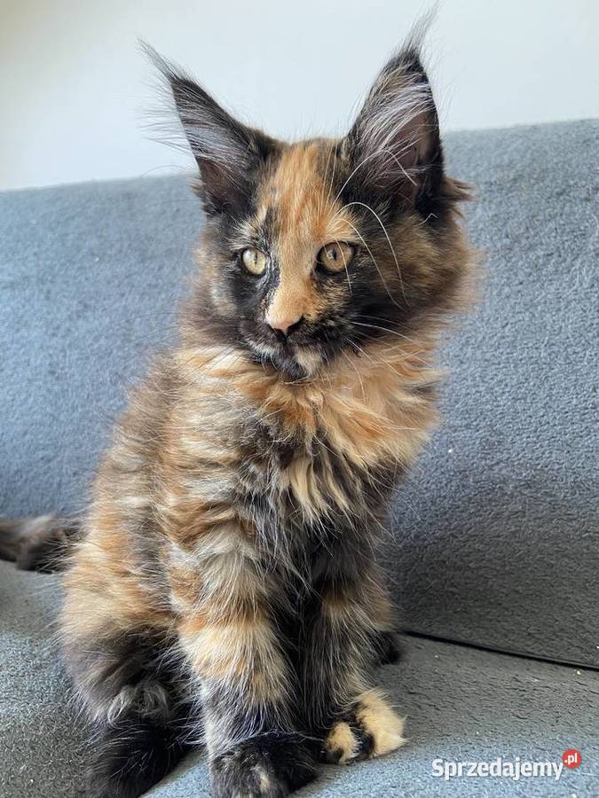 Przekochane koteczki Artemida i Attis Maine Coon Przyjaźń sprzedam