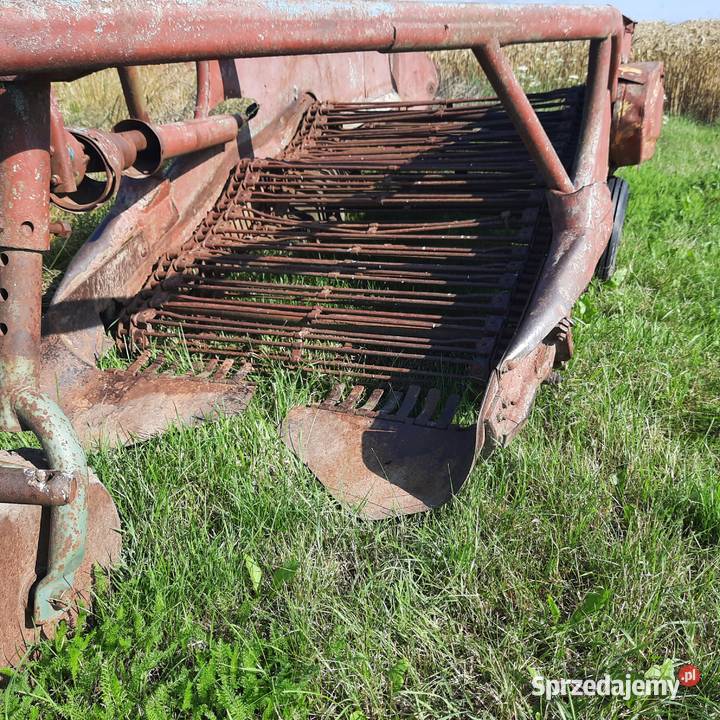 Kopaczka mazowieckie