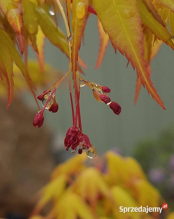 KLON PALMOWY KATSURA sadzonki w doniczkach Ustronie sprzedam