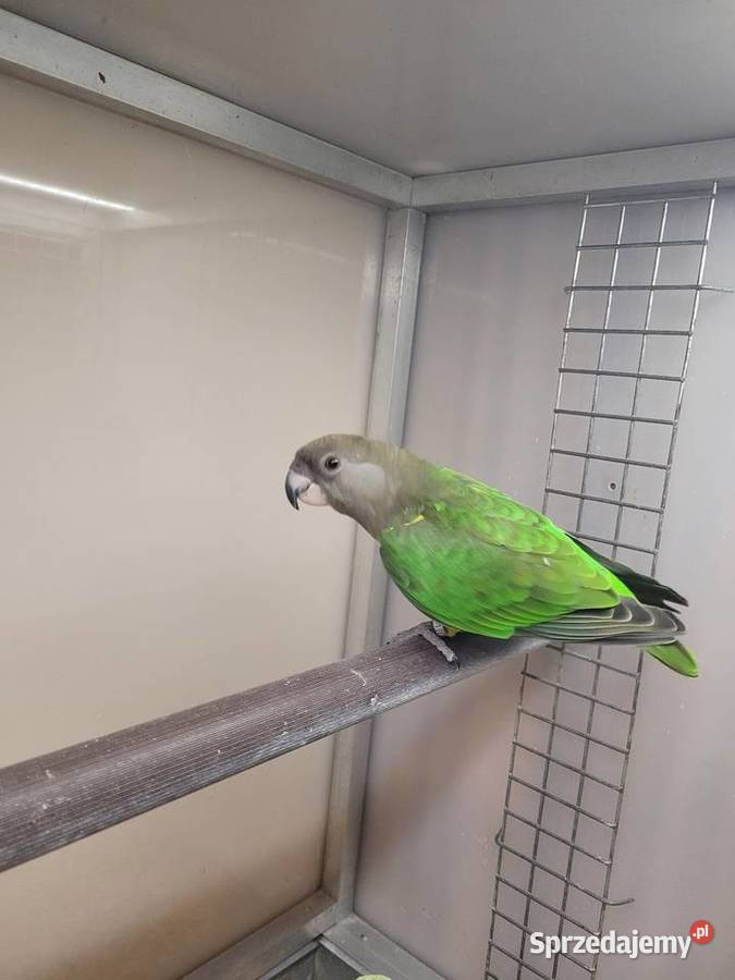 Afrykanka brunatnogłowa Kościan