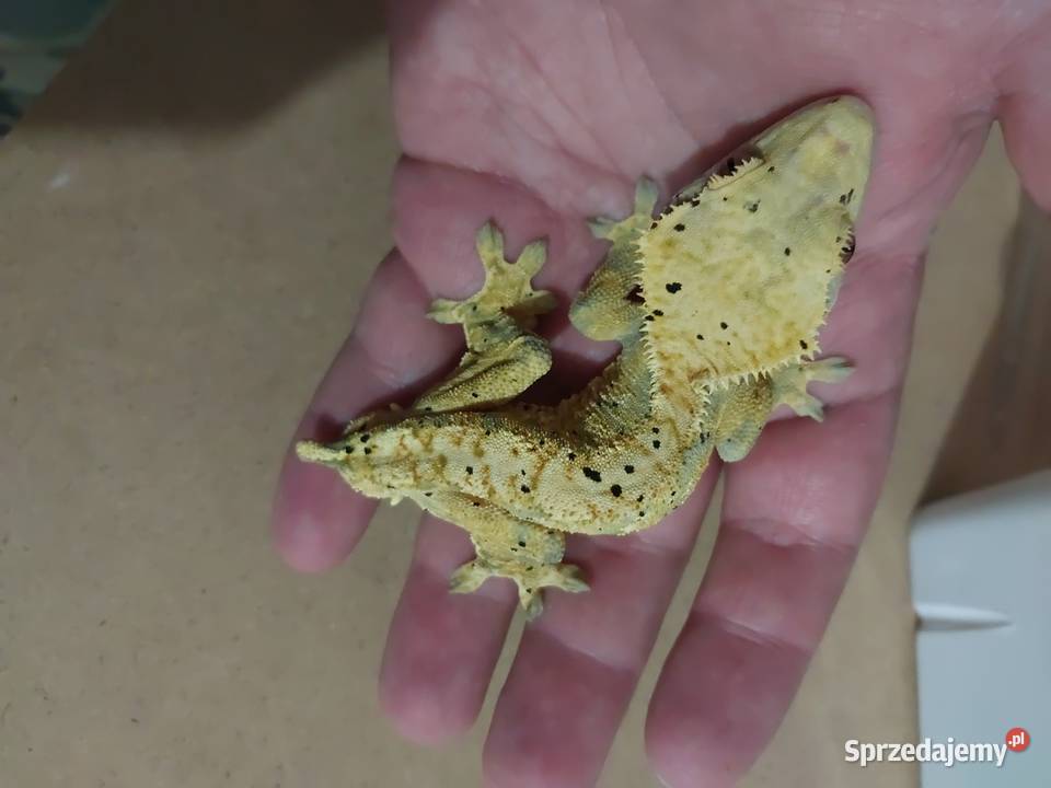 Gekony orzesione gekon Reda sprzedam
