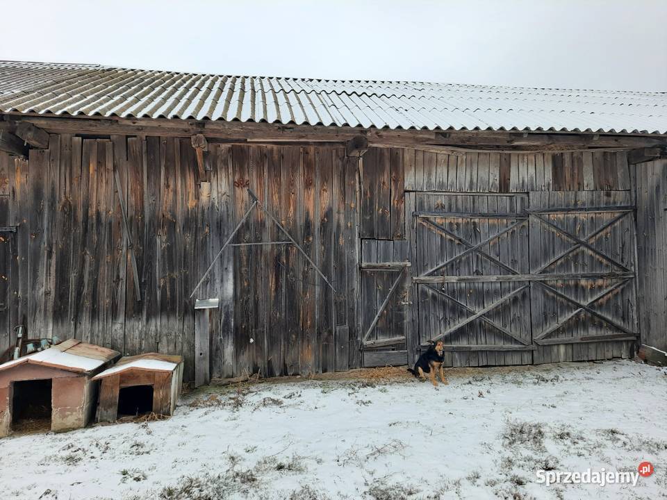 Stara stodoła na deski Grabów nad Pilicą