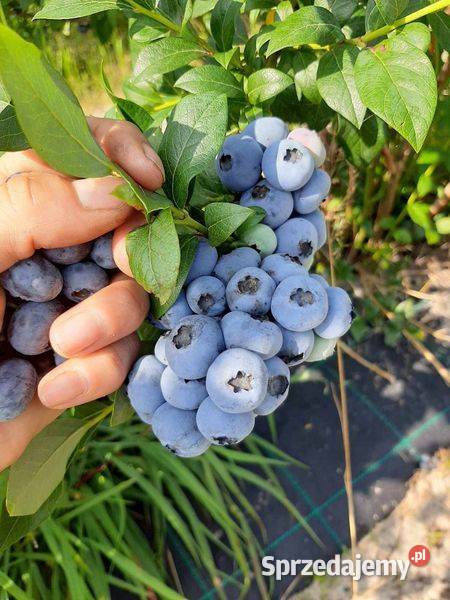 Sadzonki borówki amerykańskiej 3 i 4letnie Radomyśl nad Sanem