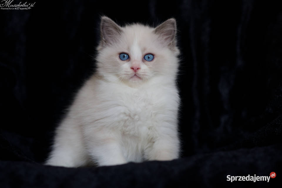 Ragdoll przepiękny kocurek blue bicolor z