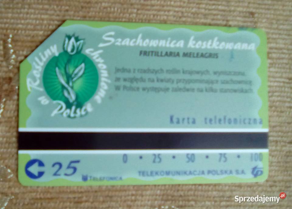 SZACHOWNICA KOSTKOWANA RZADKA ROŚLINA KRAJOWA Piszczac sprzedam