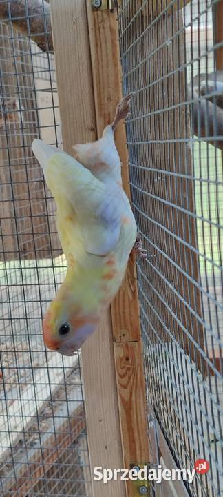 Sprzedam samca Rozelli Królewskiej wielkopolskie Środa Wielkopolska