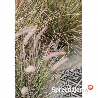 Emerald Sztuczna trawa ozdobna rozplenica 58 w