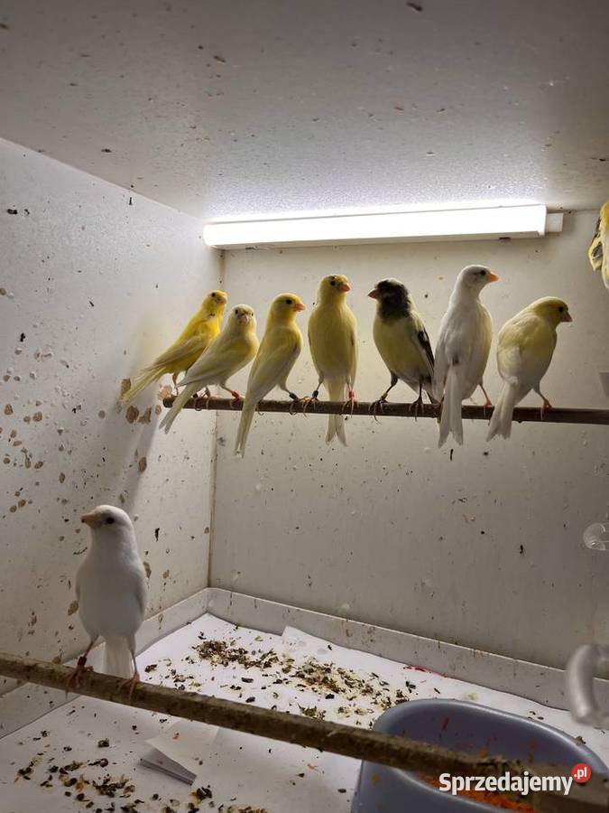 Sprzedam kanarki rosyjskie Zbychowo