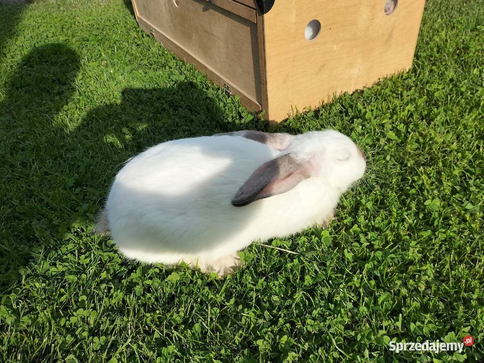 Królik Kalifornijski Samiczka Wielopole Skrzyńskie