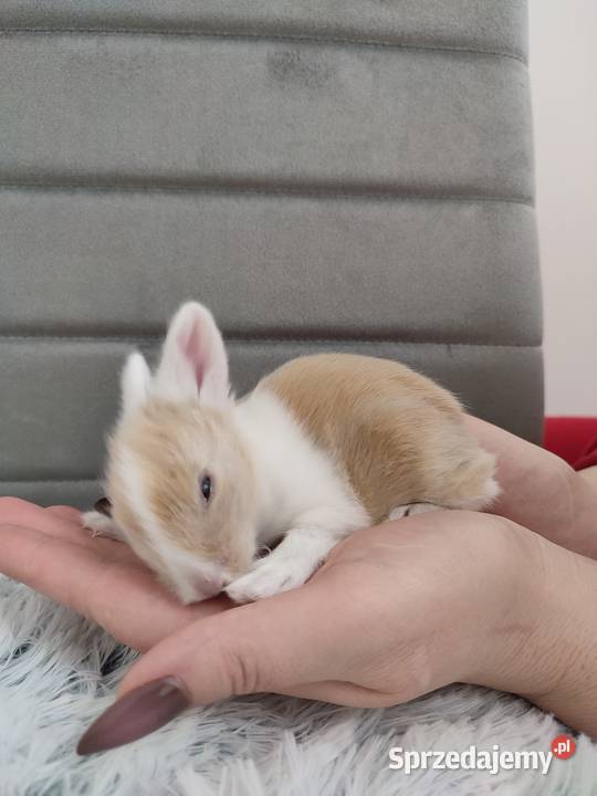 Króliczki miniaturki Dąbrowa Górnicza