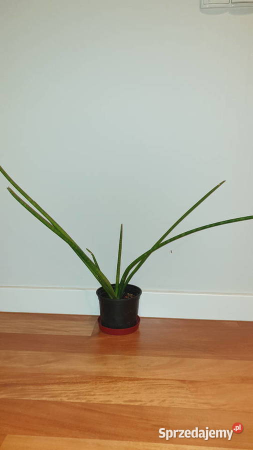 Sansewieria cylindryczna wysokość ponad 50 Warszawa