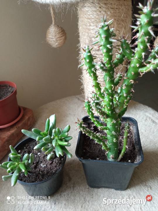 Cylindropuntia subulata sukulent ten i inne podlaskie