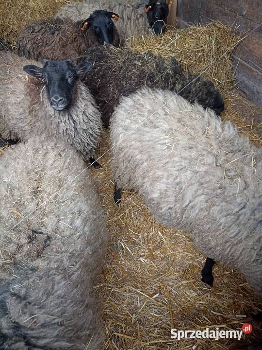 Sprzedam owce i baranki sprzedam