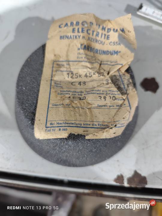 Ściernica gatunkowa ściernica donicowa Elżbieta