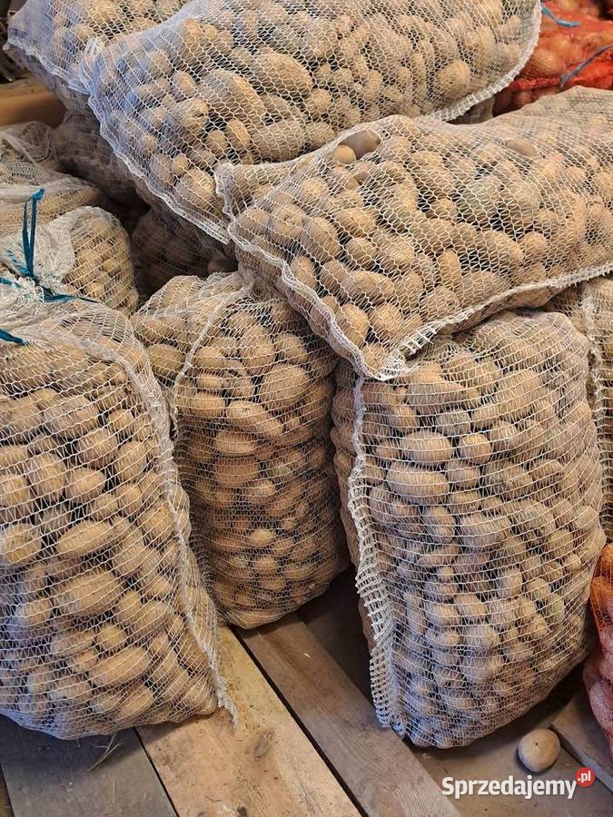 Ziemniaki paszowe 40gr Rośliny okopowe Biała Podlaska