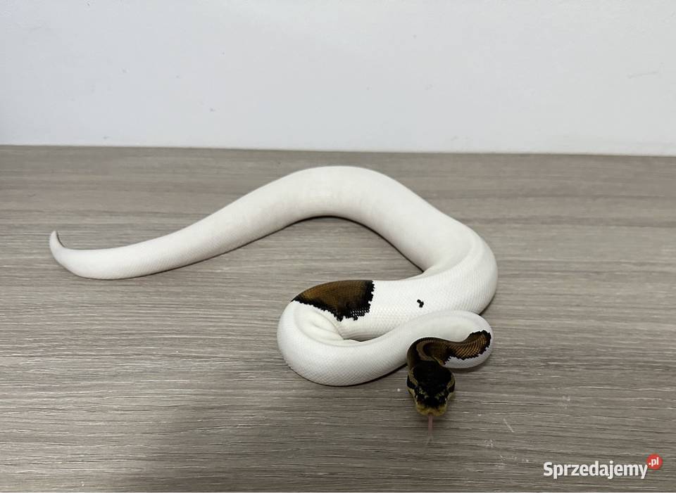 Pyton królewski małopolskie Kalwaria Zebrzydowska