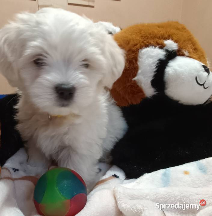 Maltańczykśliczny piesek Warszawa